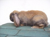 /album/francuzsky-baran1/zvieratka-059-jpg/